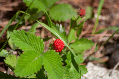 Fragaria nubicola