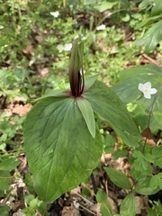 Trillium viridescens