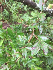 Condalia buxifolia