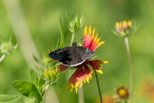 Featured image for “Funereal Duskywing”