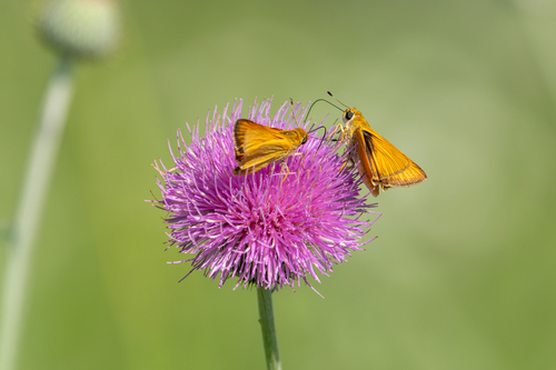 Featured image for “Delaware Skipper”