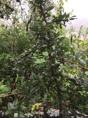 Condalia buxifolia