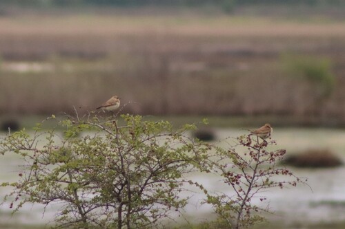 Isabelline Wheatear