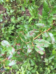 Condalia buxifolia