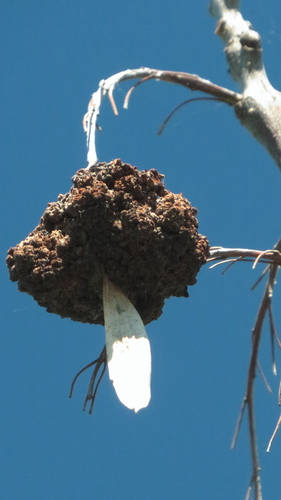 Ash Key Gall Mite, Provincia di Ancona, Italia, photo 7 of 10