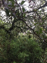 Condalia buxifolia