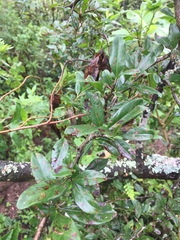 Condalia buxifolia