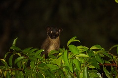 Arctogalidia trivirgata