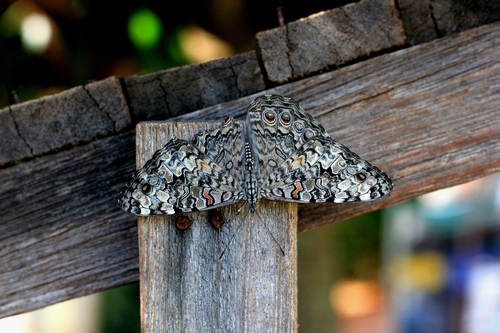 Gray Cracker