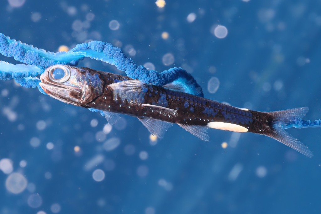 Chaves' Lanternfish