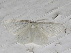 Protitame virginalis