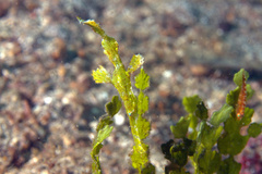 Solenostomus halimeda