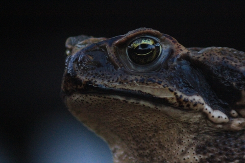 Cururu Toad