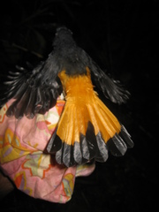 Copsychus pyrropygus