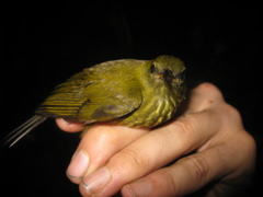 Kurochkinegramma hypogrammicum