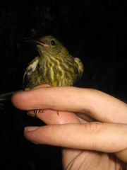 Kurochkinegramma hypogrammicum