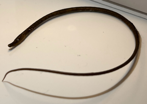 Nerophis ophidion