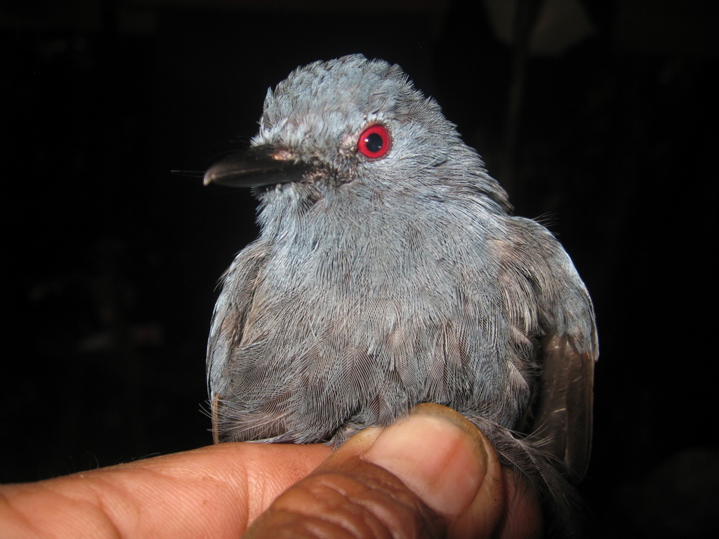 Maroon-breasted Philentoma