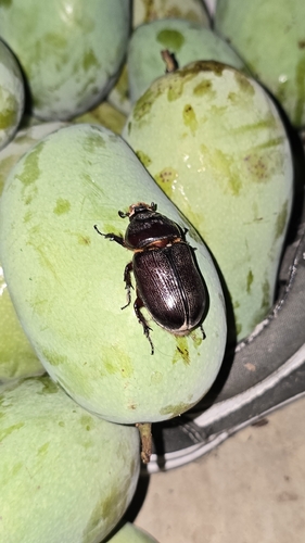 Coconut Rhinoceros Beetle