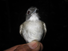 Malacopteron magnirostre