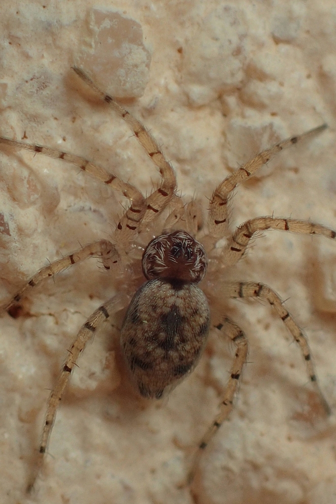 Oecobius machadoi