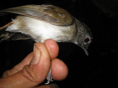 Malacopteron magnirostre