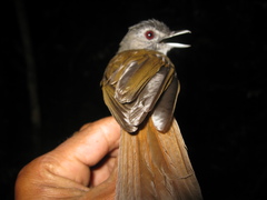 Malacopteron magnirostre