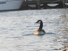 Branta canadensis