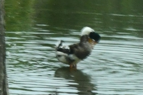Domestic Mallard