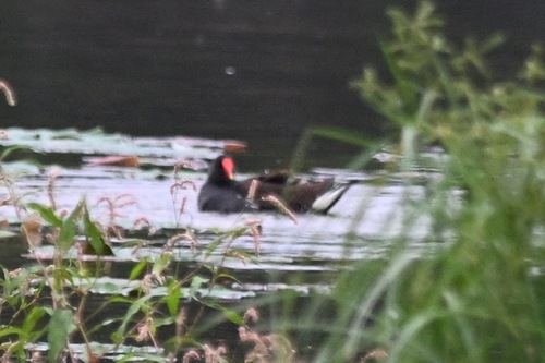 Eurasian Moorhen