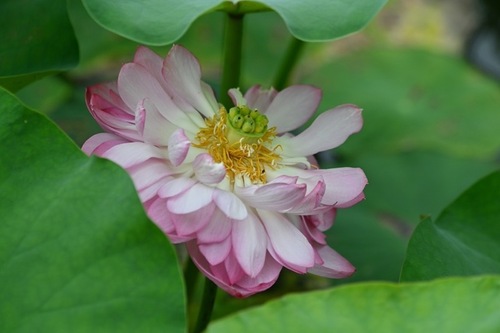 Sacred Lotus
