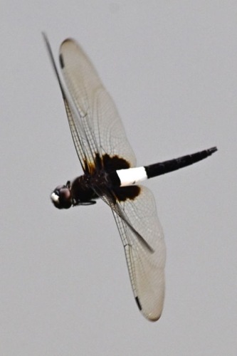 Pied Skimmer