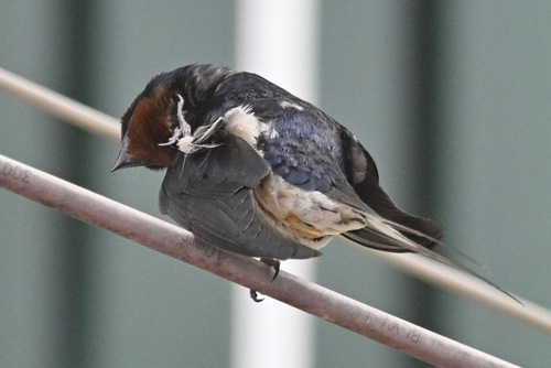 Barn Swallow