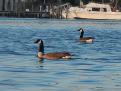 Branta canadensis