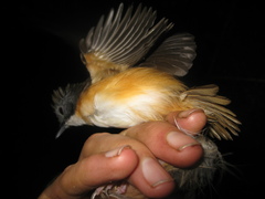 Pellorneum malaccense