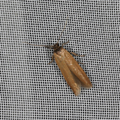 Holcocera immaculella