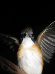 Pellorneum malaccense