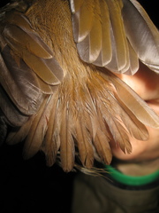 Pellorneum malaccense