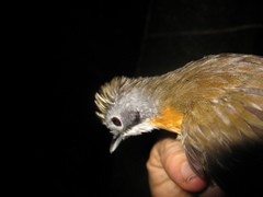 Pellorneum malaccense