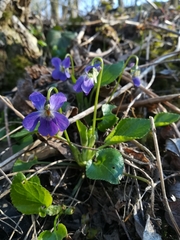 Viola suavis