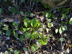 Viola suavis