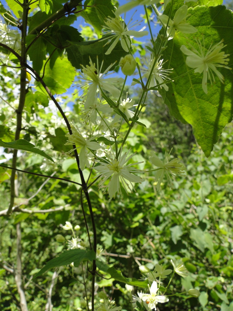 Clematis rhodocarpa