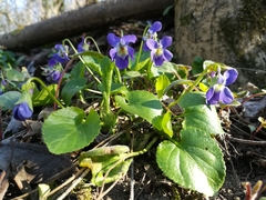 Viola suavis