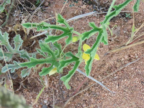 Wild cucumber (Cucumis africanus)