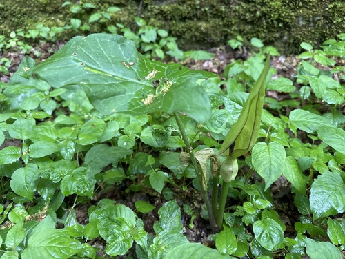 Cuckoo-pint