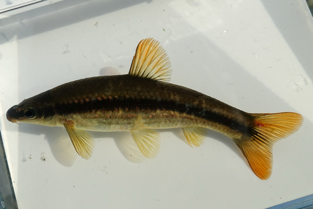 Japanese Minnow