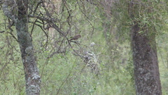 Knipolegus striaticeps