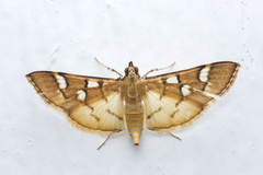 Cotachena