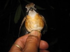 Pellorneum malaccense