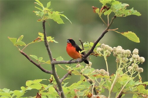 Crimson-breasted Finch (Rhodospingus cruentus), photo 2